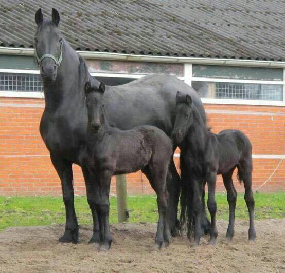 Twin Foals